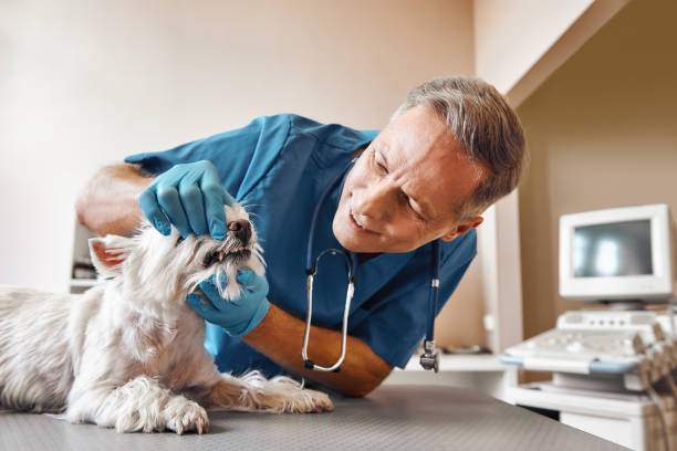 Best Emergency Treatment for Dental Infections or Abscesses in Oakboro, NC